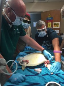 Dr. Middendorf operating on a sea turtle