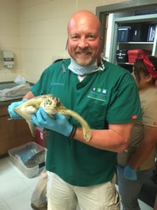 Dr. Middendorf holding a sea turtle