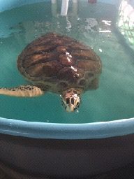 Sea turtle recovering in pool