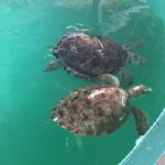 Two sea turtles in recovery