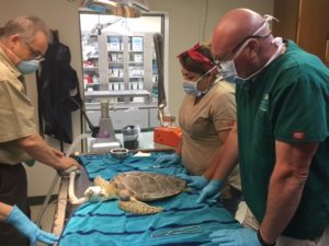 Dr. Middendorf and team examining a sea turtle