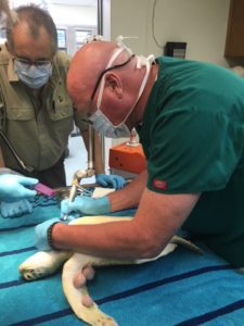 Dr. Middendorf removing tumor from a sea turtle