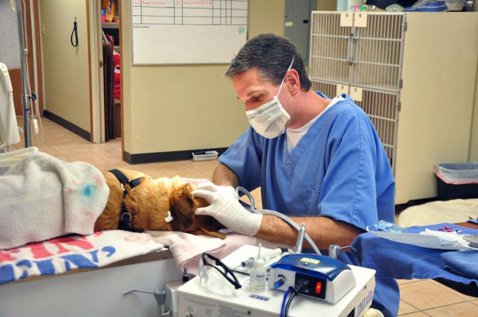 Vet examining a small dog at Middendorf Animal Hospital and Laser Centre in Florence, KY