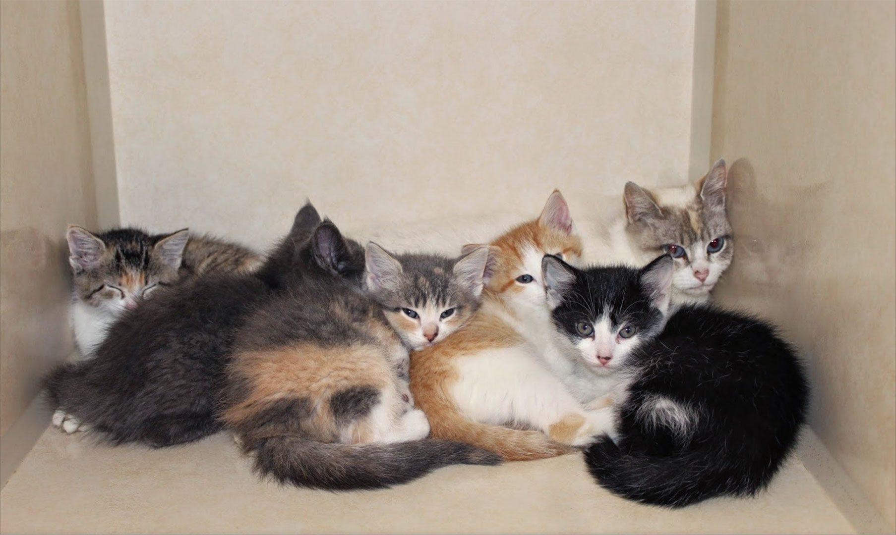 Kittens at Middendorf Animal Hospital and Laser Centre in Florence, KY