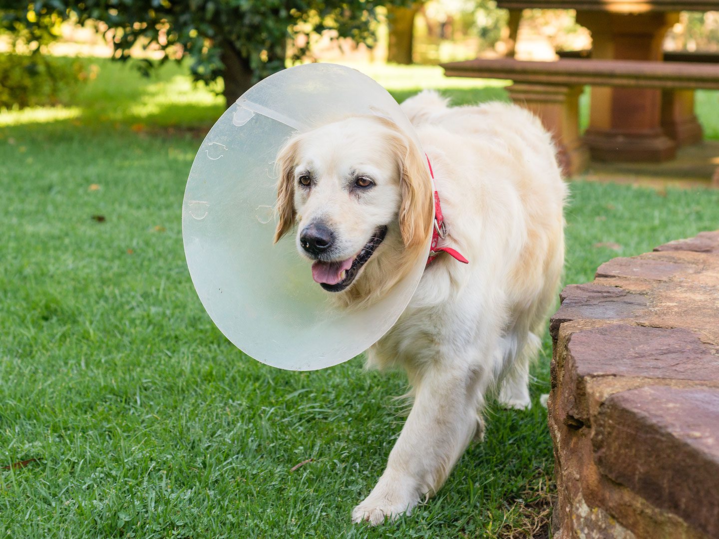 Golden retriever with a cone on its neck