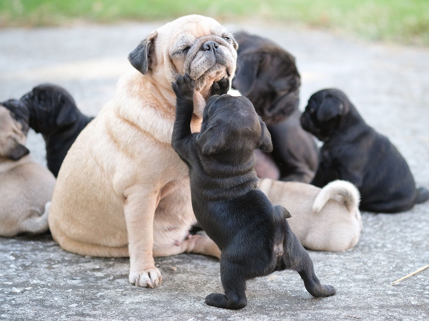 Pug puppy playing with parent